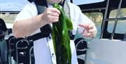 a man holds up a large piece of fresh sea weed