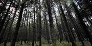 woodland in Ballykelly Forest