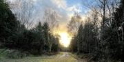 Trail through Ballykelly Forest