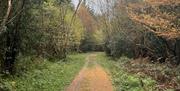 Trail through Ballykelly Forest