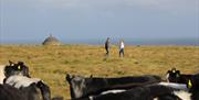 a man and woman stand in a field with the roof of Mussenden Temple visible in the background and a herd of cows are visible in the foreground