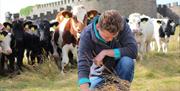 a man crouches down to expect the grass in a field while a herd of cows watch on