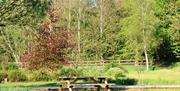 Natural setting and picnic table