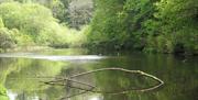 Duck pond at Downhill Forest