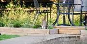 Rabbit beside an outdoor patio table and chairs in a garden setting.