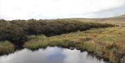 bogland on Croaghan Way