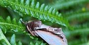 Image shows a moth sitting on a green leaf
