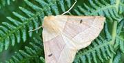Image shows a moth sitting on a green leaf