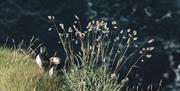 puffins on rathlin island