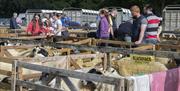 Livestock judging with young people looking at the sheep in wooden pens and cattle trucks in the backgorund