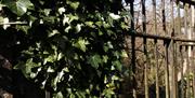 iron fence covered in ivy