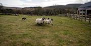 At Dunfin Farm the sheepdogs and sheep are the stars of the show