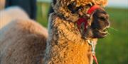 A frontal shot of a blonde alpaca with a red harness over its nose and a yellow patterned bandana around its neck.