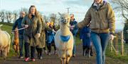 a lady wearing a hat, sunglasses and a warm coat has leads an alpaca along a country path with a group of other people and alpacas following behind he