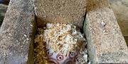 a ceramic pot is packed with sawdust, surrounded by large stone blocks