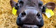 A young cow with a dark coat looking up into the camera.