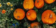 pumpkin picking Ballycastle