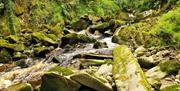 a stream running over moss covered rocks