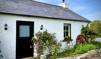 Dunnaglea Cottage taken from the front left. The one-storey cottage has a half-leaf front door, and has rose bushes outside.