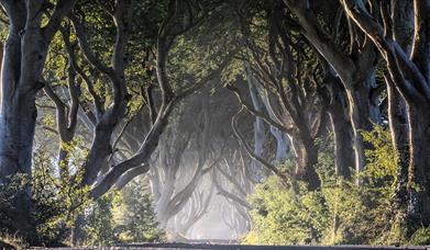 The beech trees which originally led to the Georgian mansion near to Gracehill House