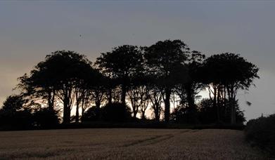 Trees with the sun setting in the background