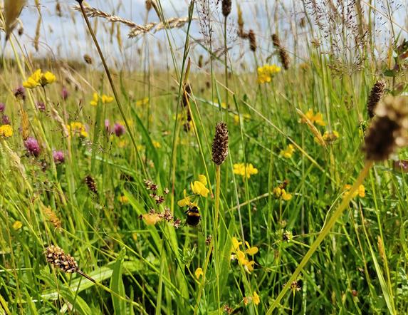 close up of a grassy field featuring wild flowers and rushes
