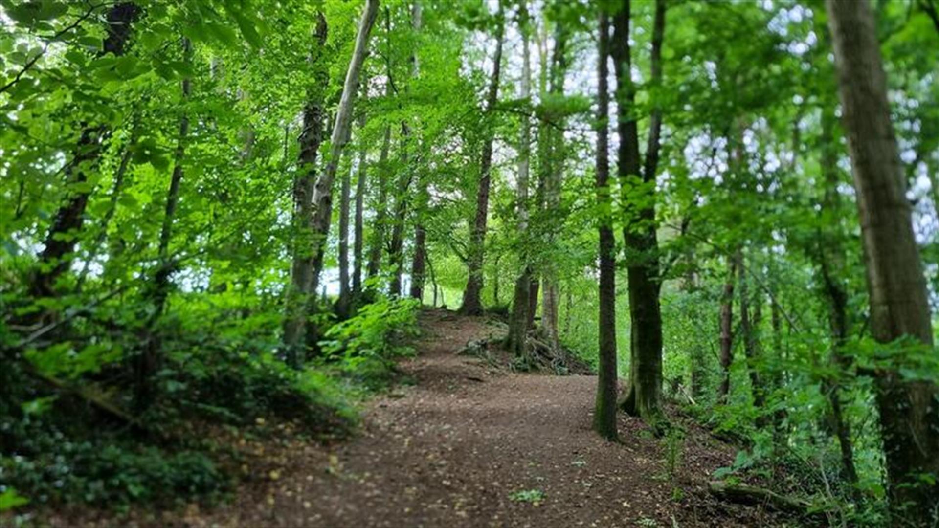 Forest trail Forest trail