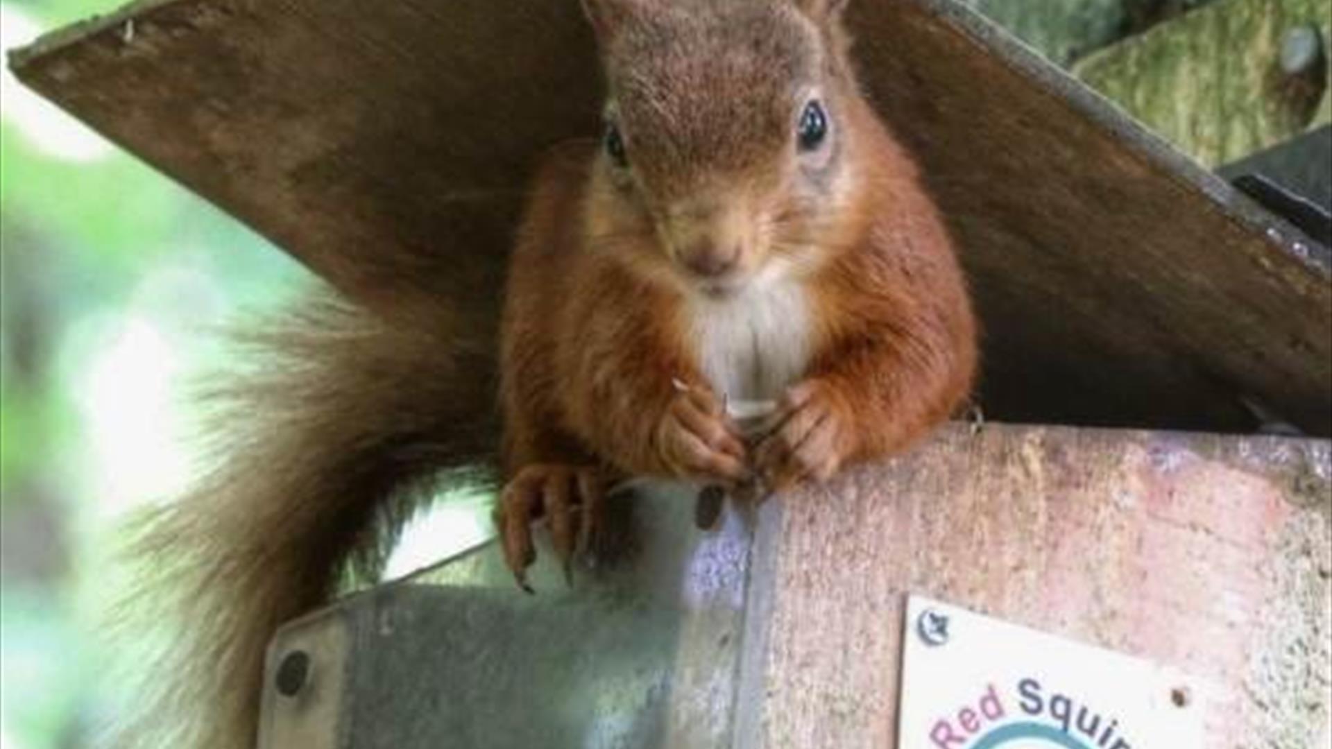 a red squirrel eating feed from a wooden box with the 'Glens Red Squirrel Group' logo on the side