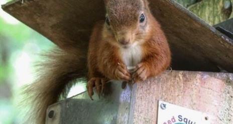 a red squirrel eating feed from a wooden box with the 'Glens Red Squirrel Group' logo on the side