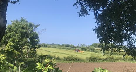 Image shows green field, blue sky, overhanging tree with a red tractor working in a field in the background