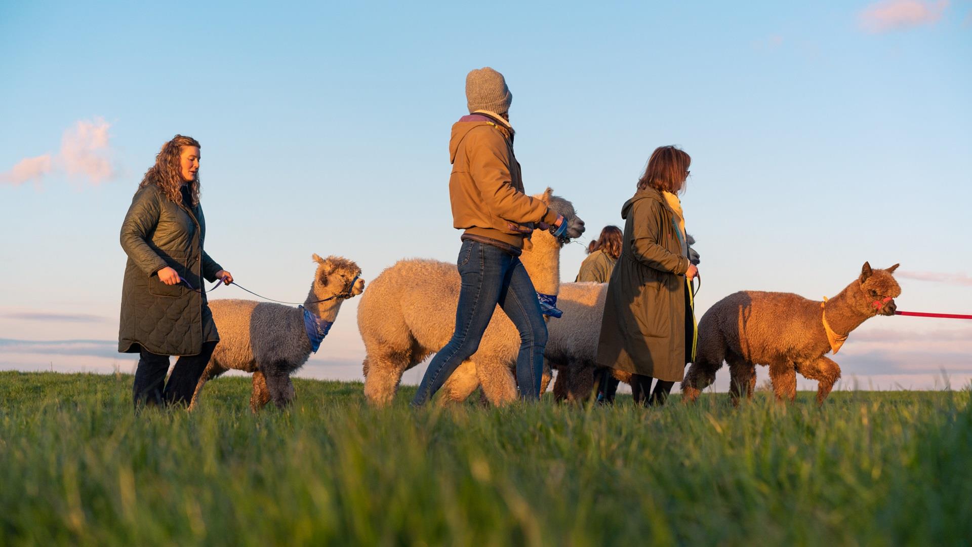 Four people lead four alpacas across a grassy field at sunset. Four people lead four alpacas across a grassy field at sunset.