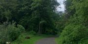 Waymarked path at Downhill Gardens