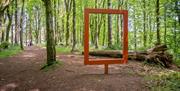 Frame at Garvagh Forest