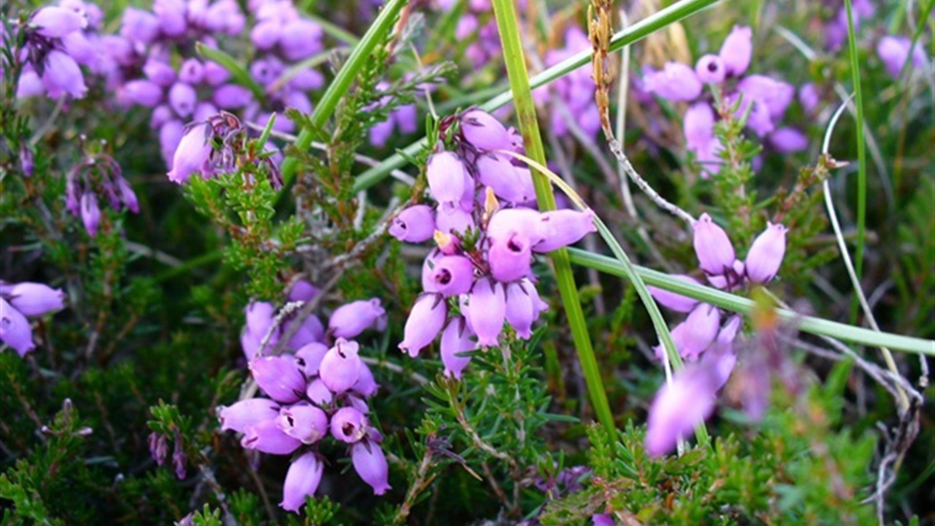 Purple flowers at Breen Oakwood Nature Reserve