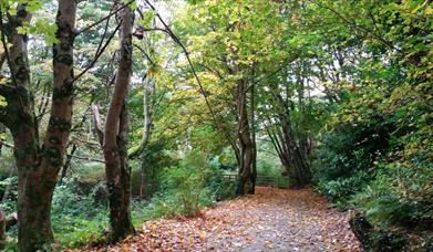 tree-lined path at Cottage Wood
