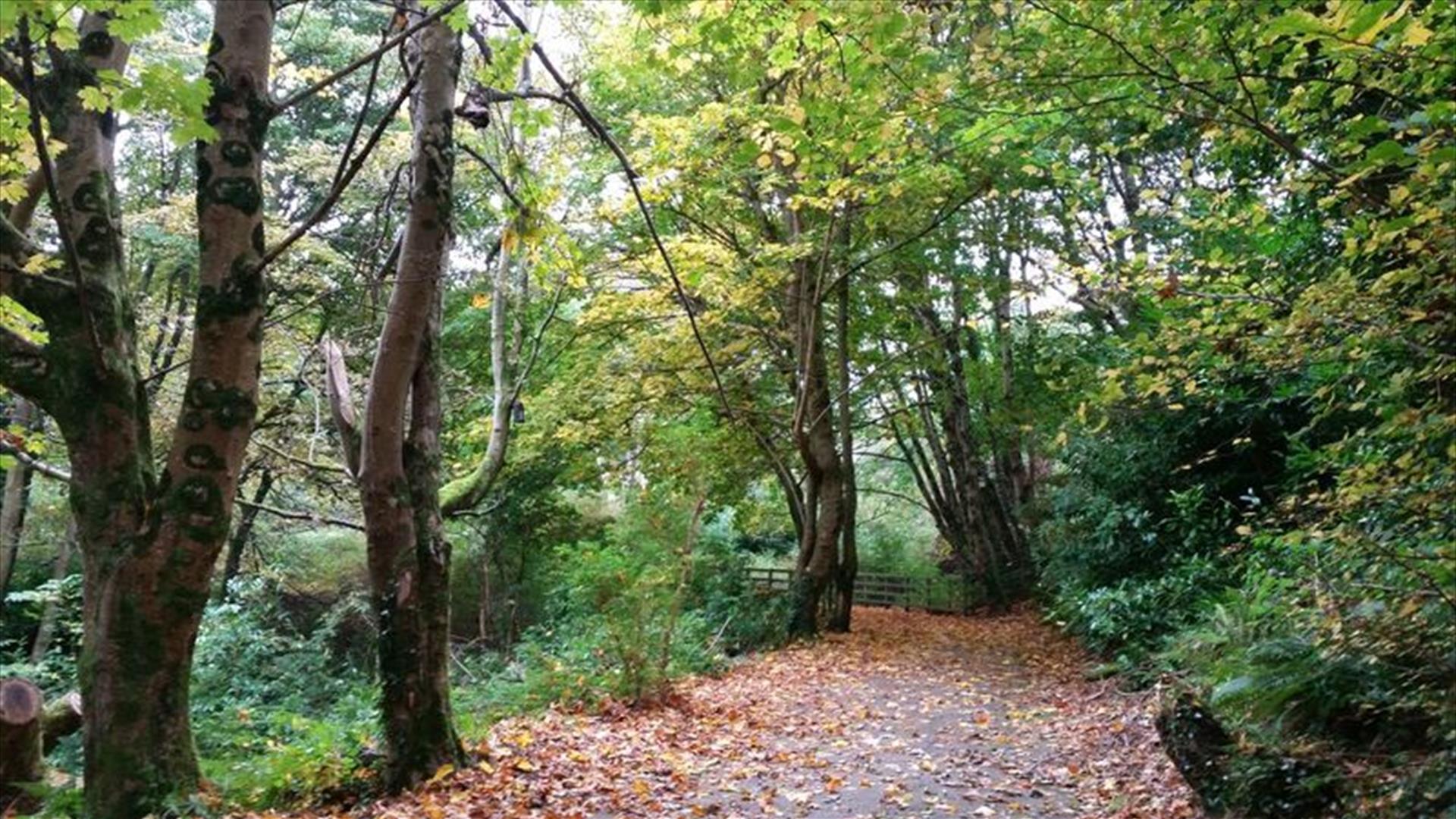 tree-lined path at Cottage Wood