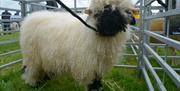 A cute curly haired lamb, looking straight to the camera.  It has 4 little black feet and a black face  and is standing in a pen.