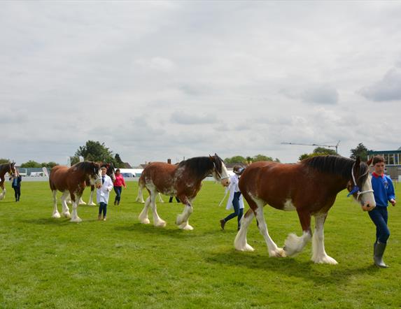 Image of 3 brown and white Clydesdale Horses being led across a field.