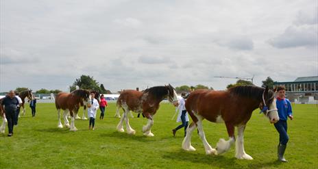Image of 3 brown and white Clydesdale Horses being led across a field.