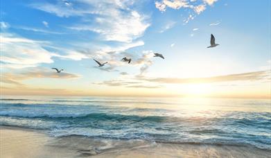 an image of the beach at sunset with 5 seagulls flying 