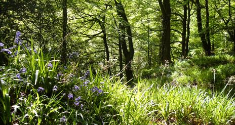 bluebells and woodland at Errigal Glen