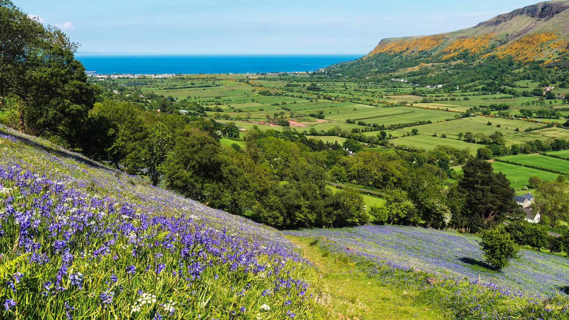 bluebells grow in the foreground against the backdrop of Glenariff on a sunny day