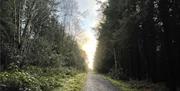 Trail through Ballykelly Forest