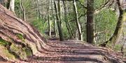 Wooded path running through Mountsandel Wood