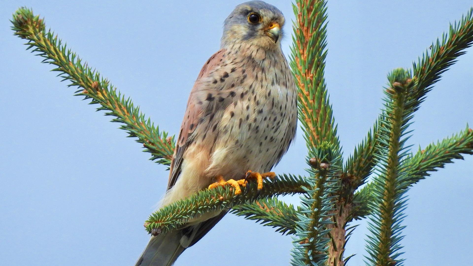 a bird of prey perched on top of a tree a bird of prey perched on top of a tree