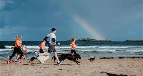 Rainbow over the sea in the background, group of runners with dogs on leads in foreground