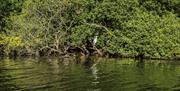 A heron is visible amidst the shrubbery of the River Bann banks A heron is visible amidst the shrubbery of the River Bann banks