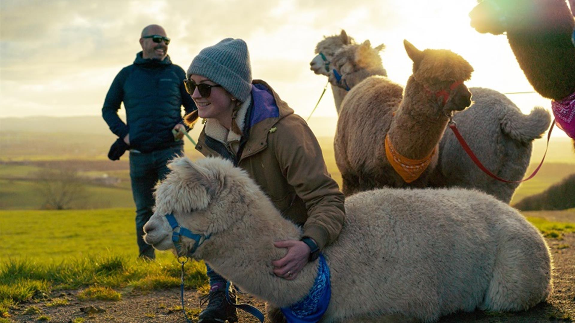 At sunset on a hillside with views to the horizon, a lady wearing a hat, sunglasses and a warm coat has her arm around the neck of an alpaca who is re