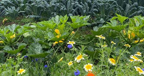 wild flowers and produce