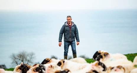a man standing amongst a field of rams, with the ocean in the background